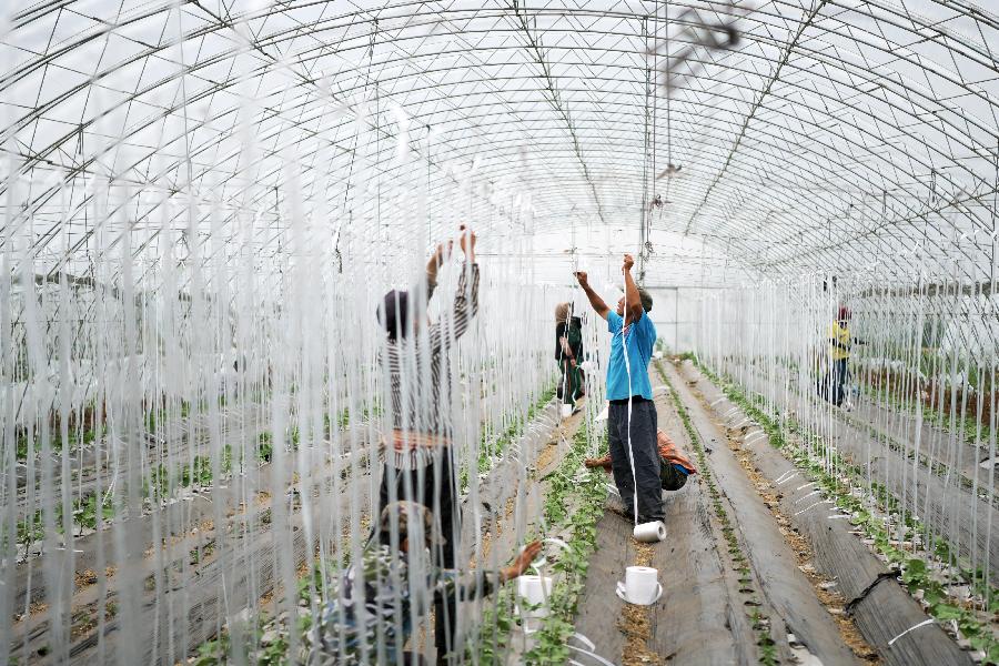 黑龍江肇東：農業(yè)生態(tài)觀光園助力脫貧增收