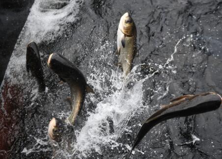千島之問&mdash;&mdash;浙江千島湖的生態(tài)和諧之道