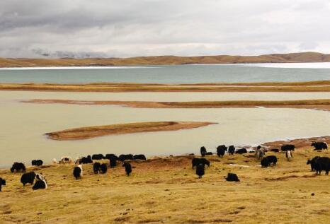 生活不只眼前的草場&mdash;&mdash;青海果洛編織綠色發(fā)展之夢