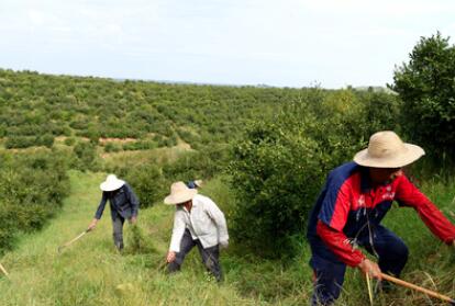 &ldquo;一畝油茶百斤油，又娶媳婦又蓋樓&rdquo;&mdash;&mdash;河南光山走上生態(tài)富民路