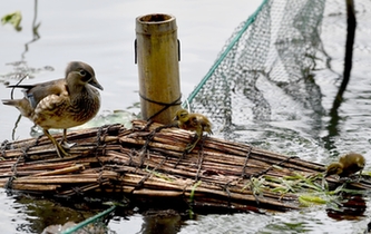 超有愛！西湖里的鴛鴦&ldquo;愛心橋&rdquo;升級(jí)