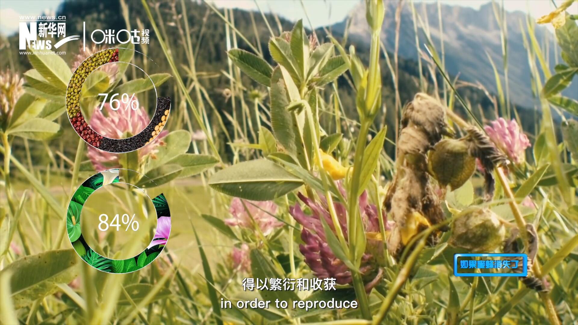 世界上百分之七十六的糧食作物和百分之八十四的植物，通過蜜蜂傳授花粉得以繁衍和收獲