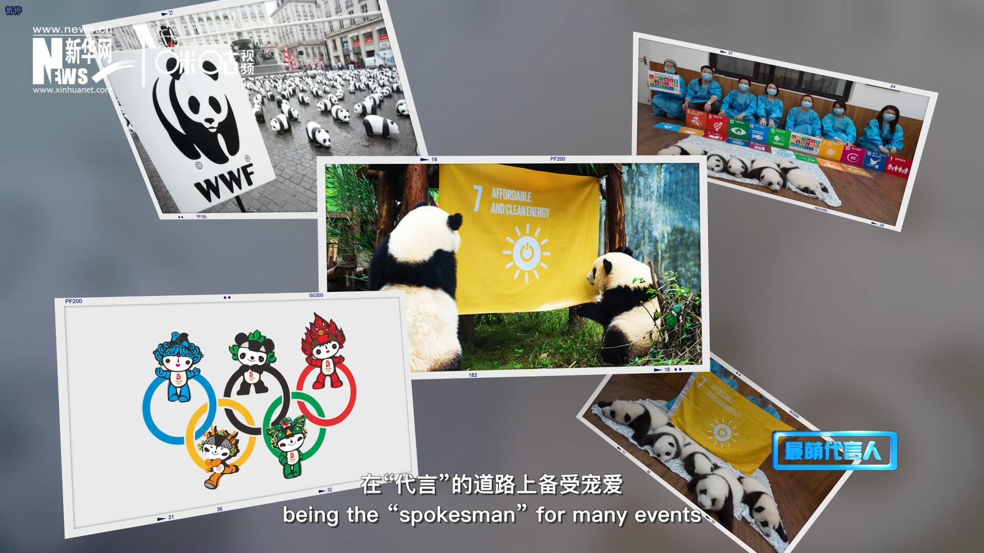 大熊貓在世界各地圈粉無數(shù)，在&ldquo;代言&rdquo;的道路上備受寵愛。