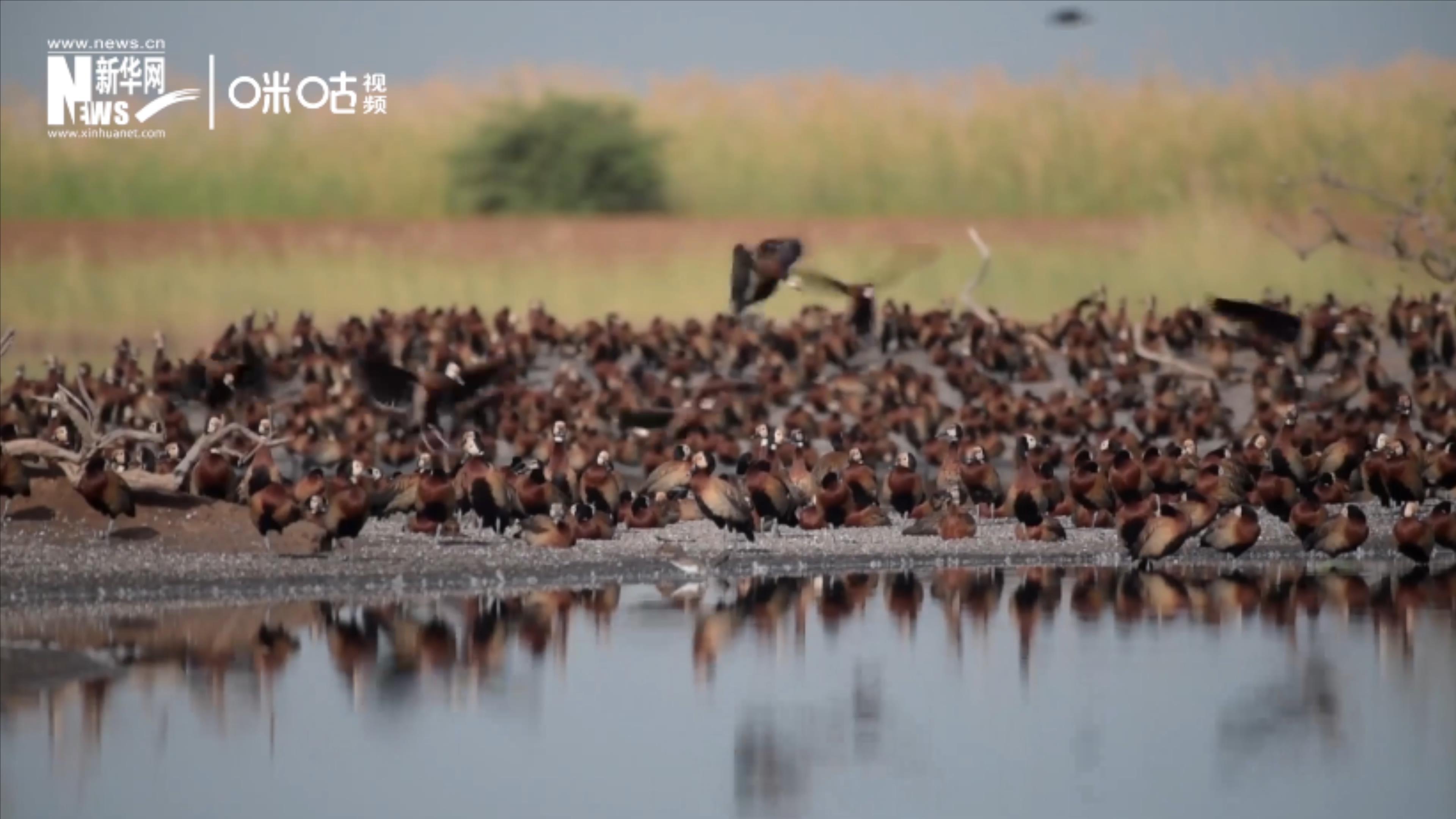 候鳥將人類、生態(tài)系統(tǒng)和世界各國(guó)連在一起