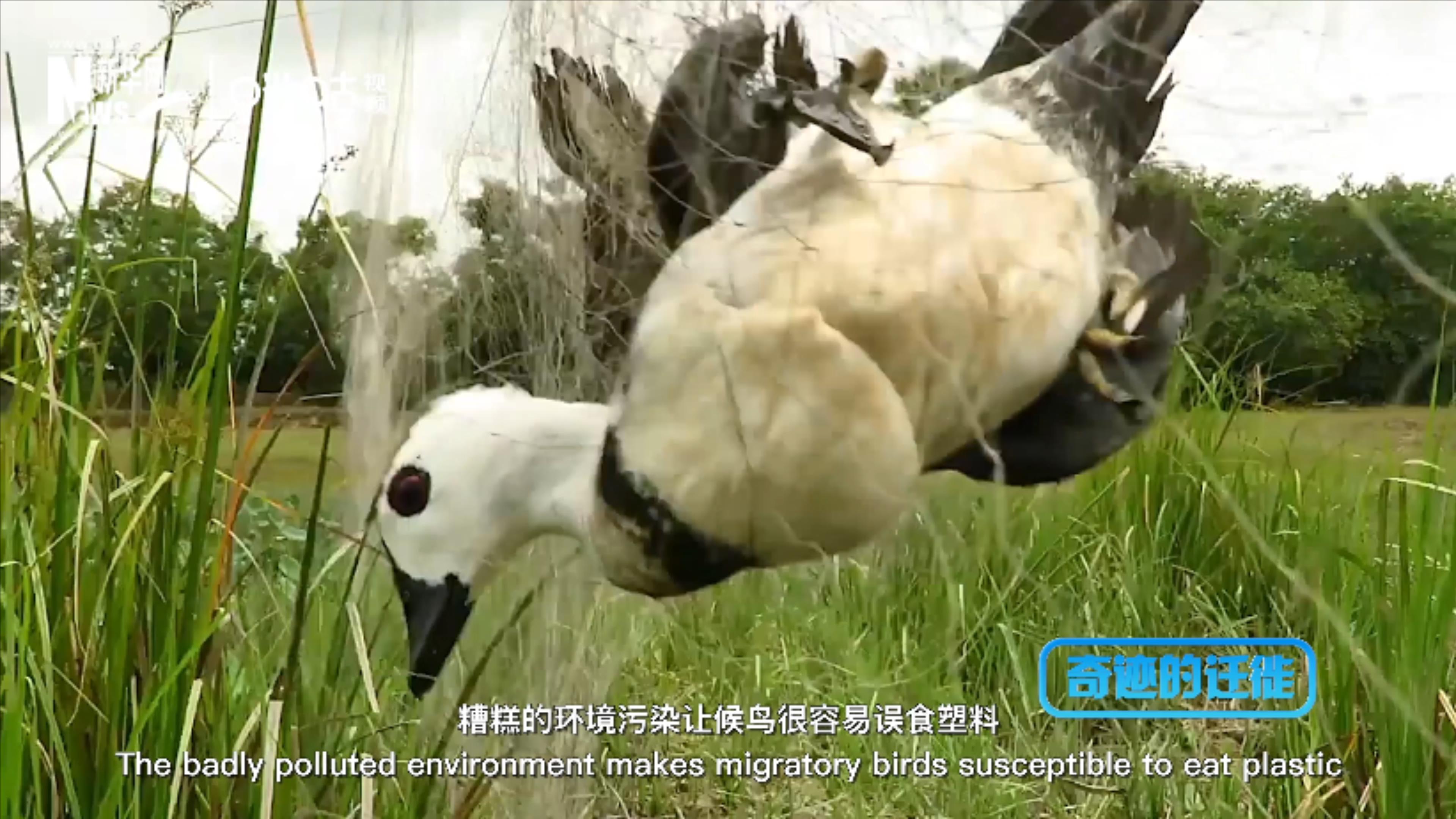 棲息地減少、環(huán)境污染、捕殺正威脅著候鳥的生存