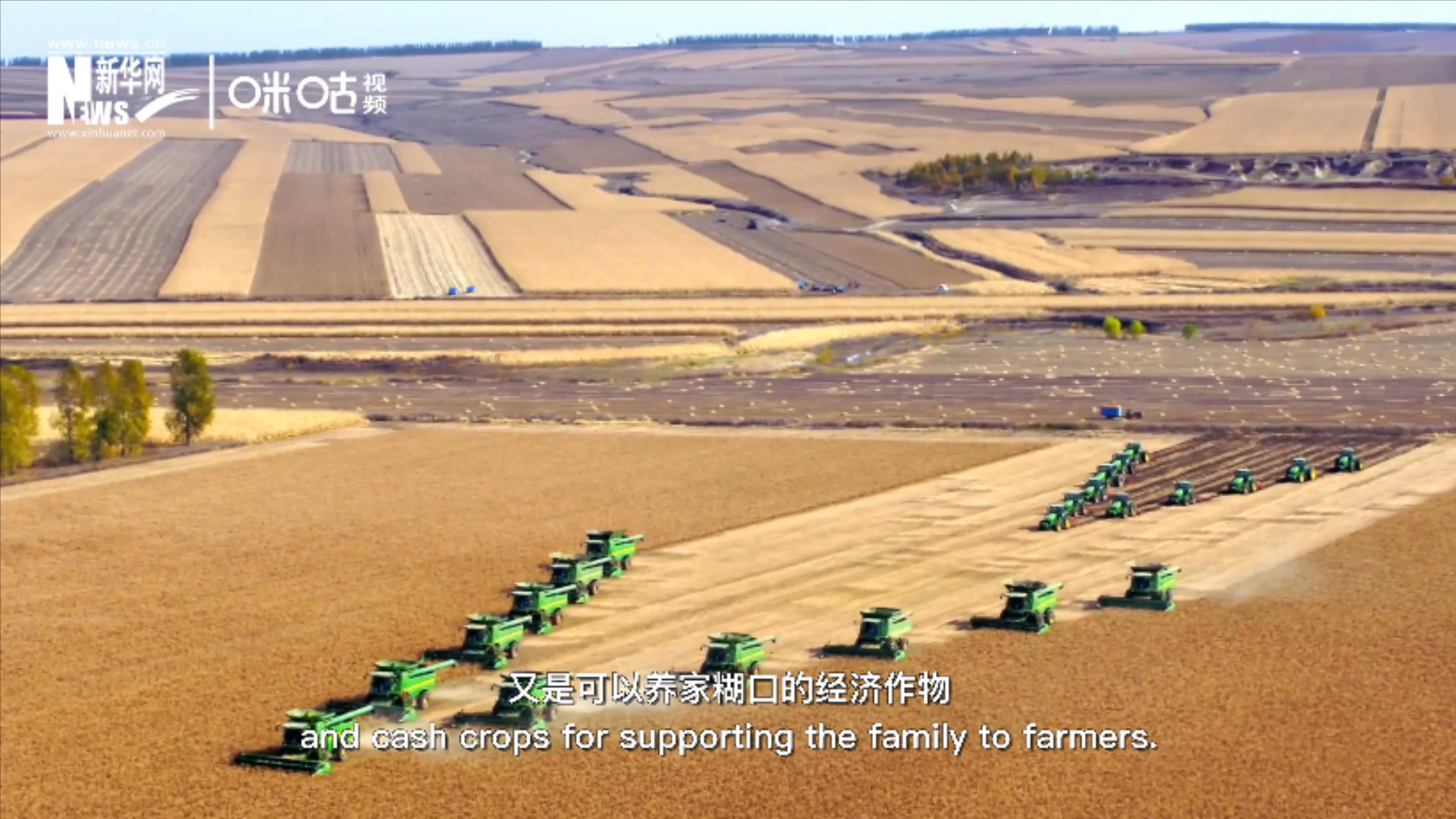 豆類既是可以擺上餐桌的食物，又是可以養(yǎng)家糊口的經(jīng)濟作物