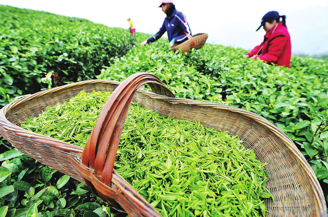 西湖龍井像LV包，原因在這里