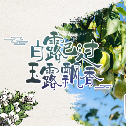 白露已過，玉露飄香