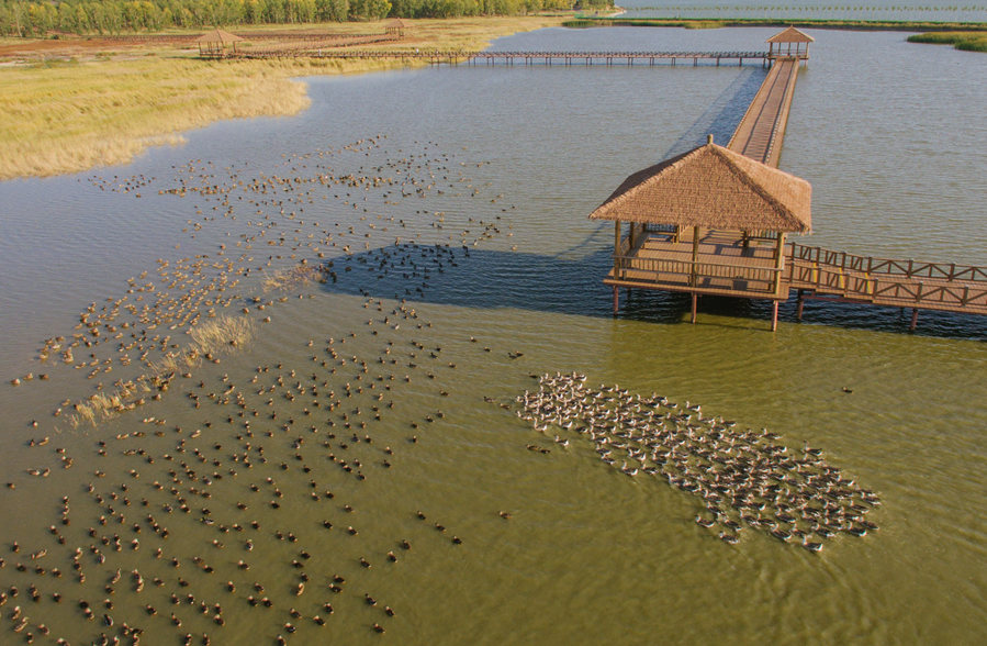新華微評&middot;學(xué)習(xí)路上：生態(tài)興，百業(yè)旺