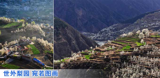 組圖:世外梨園 宛若圖畫(huà)