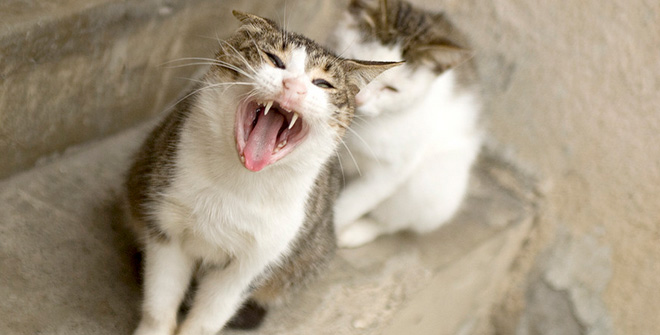 你見(jiàn)過(guò)這樣的腹黑貓嗎？