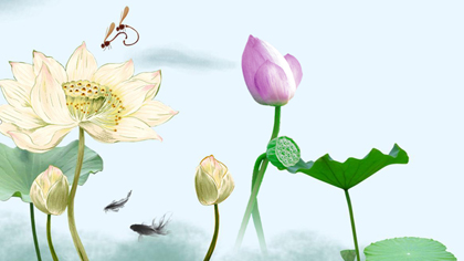 小荷才露尖尖角 早有拍客為&ldquo;荷&rdquo;來(lái)