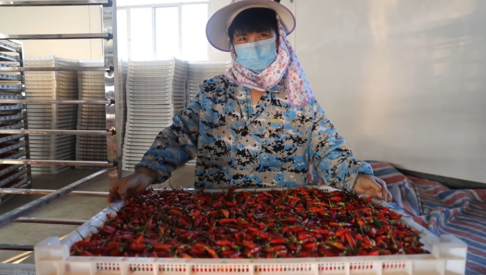 你怎么&ldquo;辣&rdquo;么好看！小辣椒映紅脫貧路