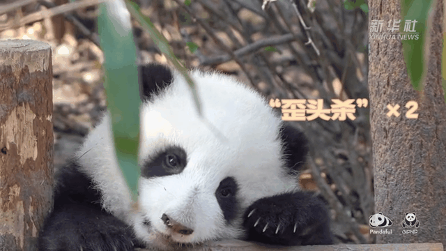 請注意，前方有滾滾發(fā)起近距離&ldquo;歪頭殺&rdquo;