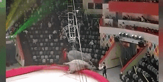 意外！場(chǎng)面失控 俄馬戲團(tuán)大象踩踏觀眾席