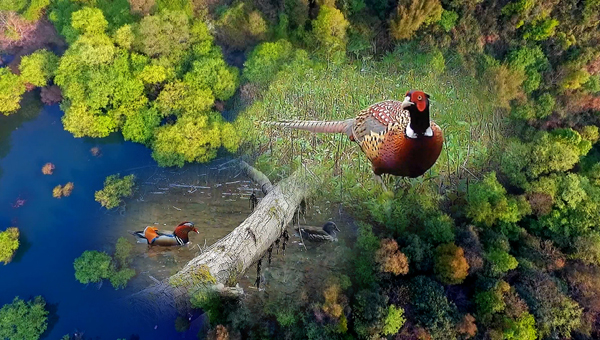 世界地球日丨神奇珍稀動(dòng)物在哪里？車(chē)八嶺國(guó)家級(jí)自然保護(hù)區(qū)走一波