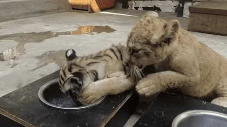 &ldquo;萌萌噠&rdquo;！虎獅&ldquo;姊妹花&rdquo;