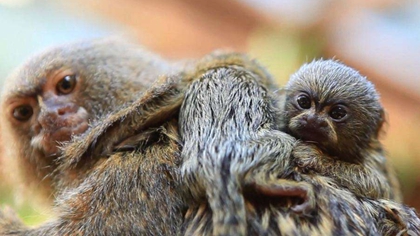 體長(zhǎng)5厘米 &ldquo;世界最小猴子&rdquo;亮相