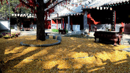 臨沂小伙回老家，爹媽往后備箱里塞活豬