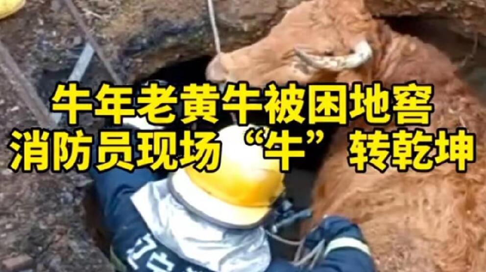 牛年老黃牛被困地窖，消防員現(xiàn)場&ldquo;牛&rdquo;轉(zhuǎn)乾坤！