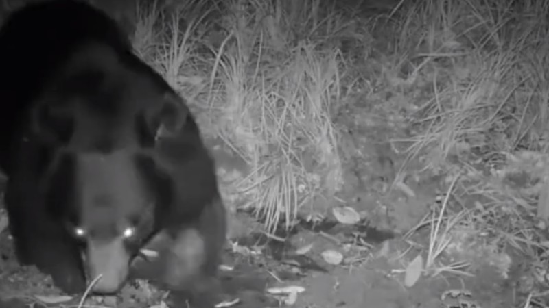 熊出沒(méi)！云南拍到黑熊喝水滾泥潭畫(huà)面