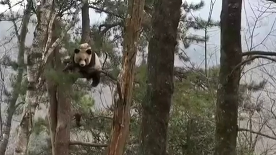 陜西佛坪：野生熊貓&ldquo;比武招親&rdquo;&ldquo;激烈&rdquo;打斗