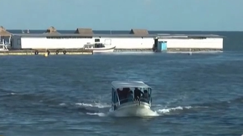 整頓！ 非法營業(yè) 印尼巴厘島解救七只寬吻海豚