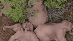 &ldquo;象&rdquo;往何處？ 亞洲象的&ldquo;正確睡姿&rdquo;什么樣？