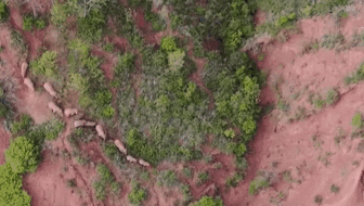 &ldquo;象&rdquo;往何方？ 象群正翻山南行 當?shù)赜行蚴枭⑷罕? /></a>
<div   id=