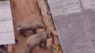 圈粉無數(shù)的&ldquo;大象旅行團&rdquo;走到哪兒了？