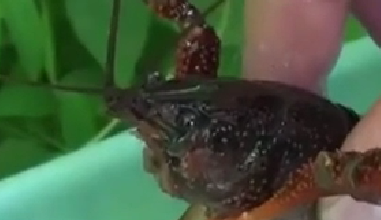 封殺！ 日本擬將小龍蝦指定為外來入侵物種