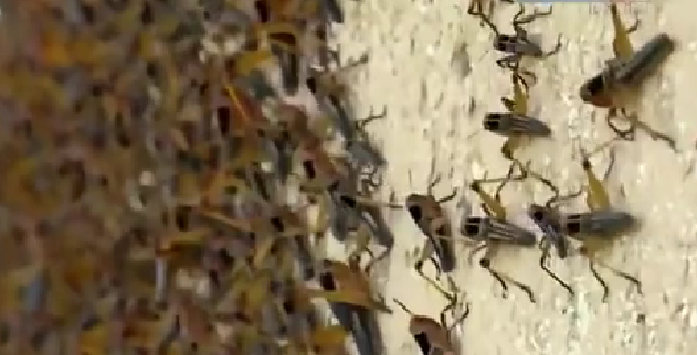 恐怖！ 漫天飛舞 俄邊疆區(qū)遭蝗蟲、瓢蟲侵襲