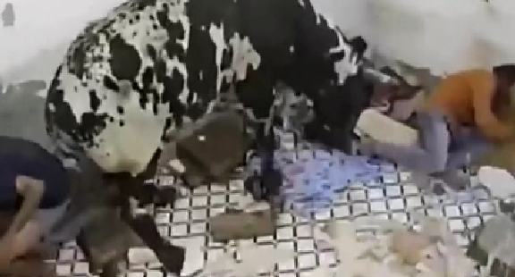 驚嚇！ 印度公牛打架沖進屋子 男子奪門而出