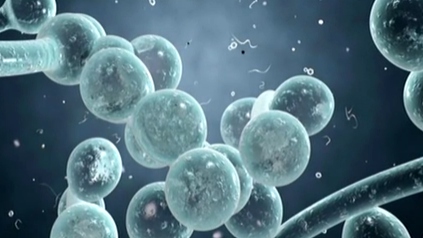 美國(guó)：&ldquo;超級(jí)真菌&rdquo;致百余人感染 三人死亡