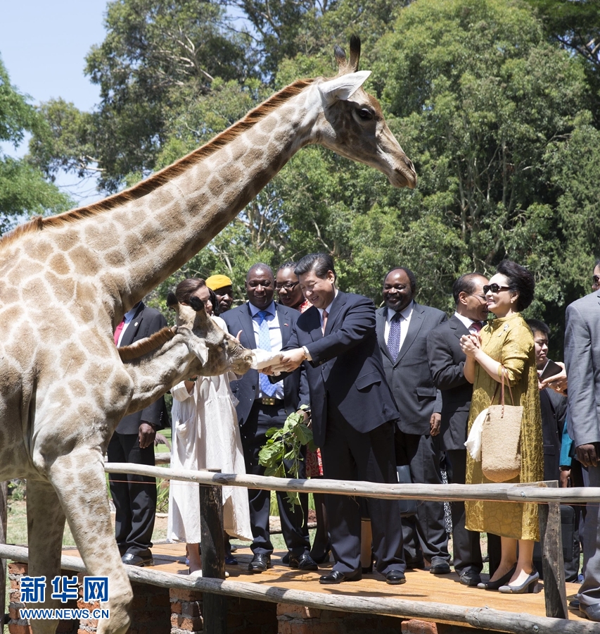 12月2日，國(guó)家主席習(xí)近平在津巴布韋考察野生動(dòng)物救助基地。在基地負(fù)責(zé)人陪同下，習(xí)近平和夫人彭麗媛察看了基地救助的野生動(dòng)物，并給大象、長(zhǎng)頸鹿遞喂水果、樹葉。新華社記者 黃敬文 攝 