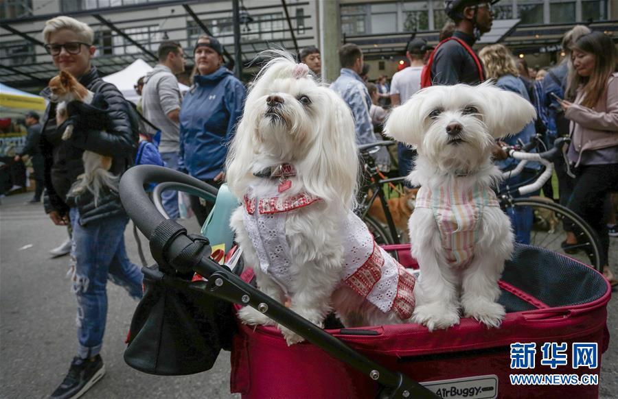 （國際&middot;一周看天下）寵物嘉年華