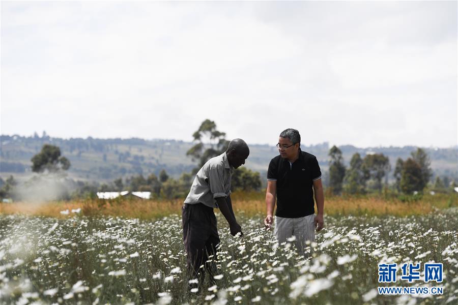 （國際&middot;中非合作論壇）（1）中國技術(shù)讓肯尼亞除蟲菊種植者受益頗多