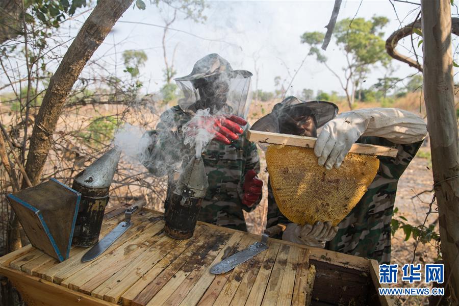 （國(guó)際&middot;聚焦進(jìn)口博覽會(huì)&middot;圖文互動(dòng)）（4）通訊：贊比亞蜂蜜企業(yè)欲借進(jìn)博會(huì)開(kāi)拓中國(guó)市場(chǎng)