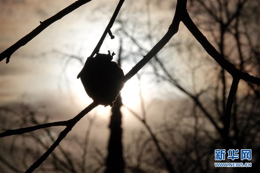 （國際&middot;圖文互動）（10）一場山火，讓這個冬天格外冷&mdash;&mdash;探訪美國加州山火災區(qū)