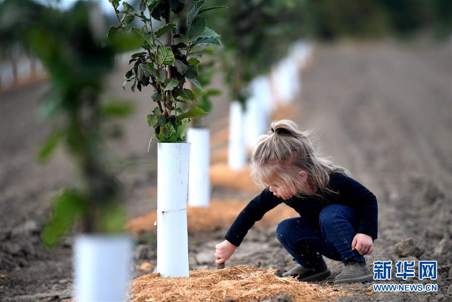 （國際&middot;圖文互動(dòng)）（10）&ldquo;這些樹寄托著我們對(duì)中國市場(chǎng)的信心&rdquo;&mdash;&mdash;探訪美俄勒岡州榛子果農(nóng)