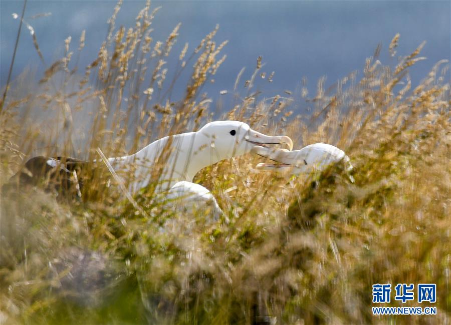 （國際&middot;圖文互動）（7）通訊：探訪新西蘭泰厄羅阿角信天翁之家