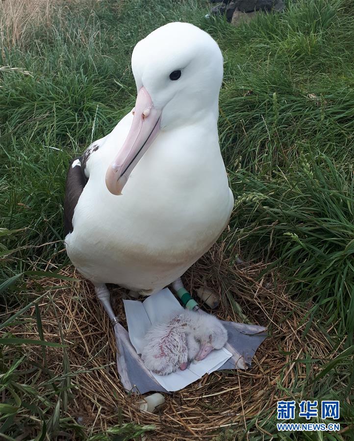 （國際&middot;圖文互動(dòng)）（9）通訊：探訪新西蘭泰厄羅阿角信天翁之家