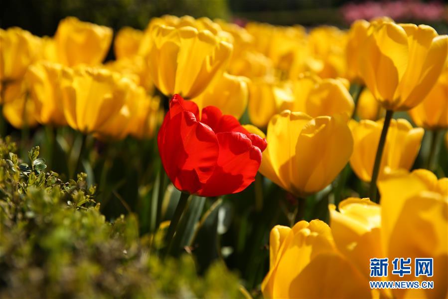 （國際&middot;北京世園會(huì)）（14）世界園林巡禮&mdash;&mdash;比利時(shí)拜加登城堡