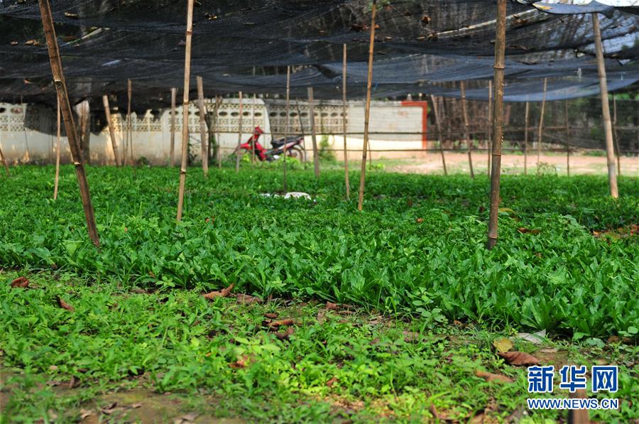 （國(guó)際&middot;&ldquo;一帶一路&rdquo;高峰論壇&middot;圖文互動(dòng)）（3）蔬菜基地誕生記&mdash;&mdash;中國(guó)技術(shù)讓老撾首都郊區(qū)農(nóng)戶(hù)受益匪淺