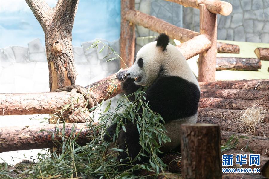 （習(xí)近平出訪配合稿&middot;圖文互動(dòng)）（3）通訊：&ldquo;友誼使者&rdquo;中國(guó)大熊貓入住莫斯科新家