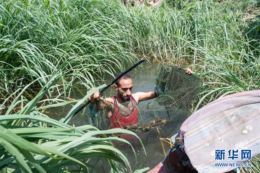 (國(guó)際·圖文互動(dòng))(4)從尼羅河畔到中國(guó)餐桌——一只“洋”小龍蝦的36小時(shí)旅程