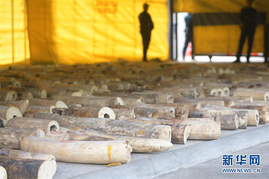 (國際)(2)新加坡截獲史上數(shù)量最多的走私象牙