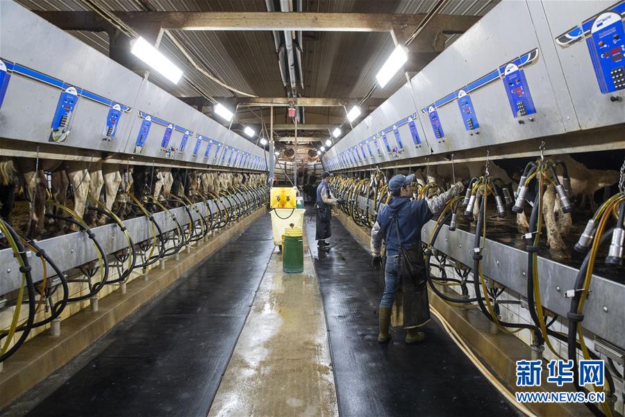 (國(guó)際·圖文互動(dòng))(3)通訊:“希望我們的乳制品順利裝船駛向中國(guó)”——美國(guó)奶農(nóng)期盼中美貿(mào)易爭(zhēng)端早日解決