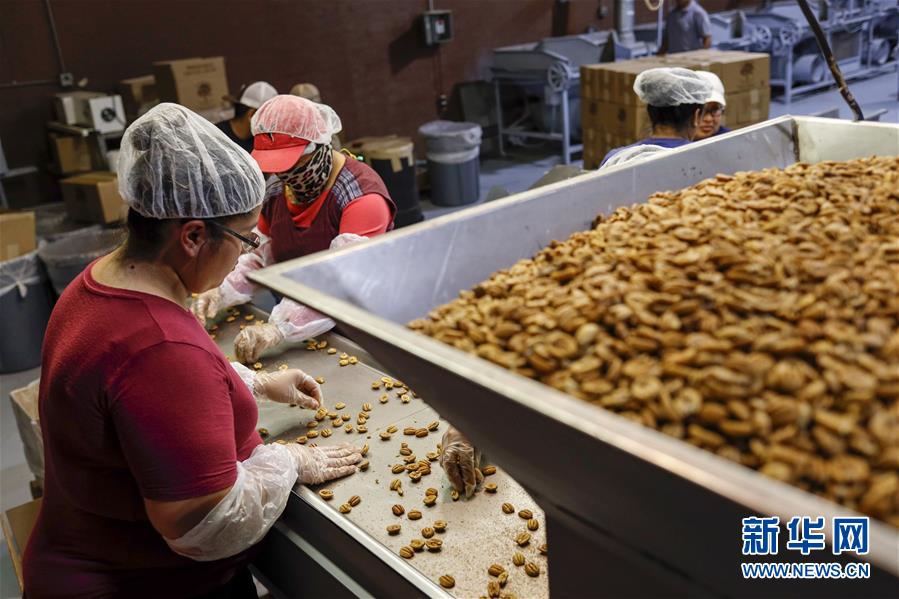 （國際&middot;圖文互動(dòng)）（7）通訊：期待美中盡早達(dá)成貿(mào)易協(xié)議&mdash;&mdash;颶風(fēng)和關(guān)稅夾擊下的美國山核桃種植戶盼重回中國市場