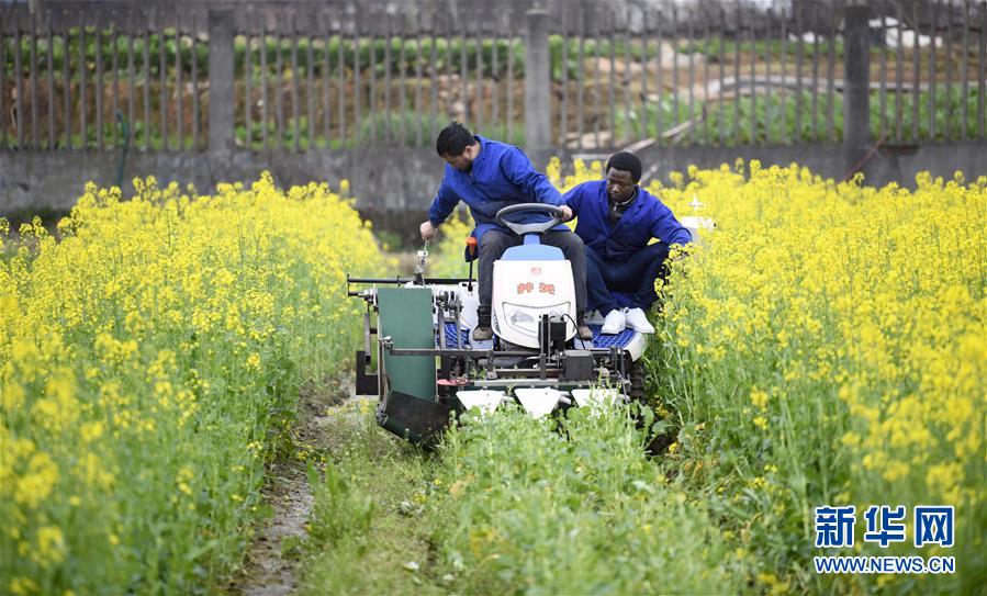 （在習(xí)近平新時(shí)代中國特色社會(huì)主義思想指引下&mdash;&mdash;新時(shí)代新作為新篇章&middot;總書記關(guān)切開放事&middot;圖文互動(dòng)）（10）來中國&ldquo;學(xué)種地&rdquo;的&ldquo;洋學(xué)生&rdquo;